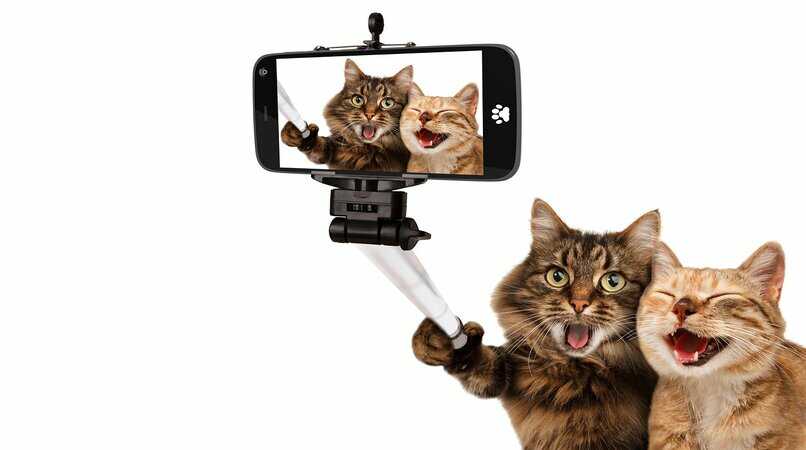 foto selfie de gatos