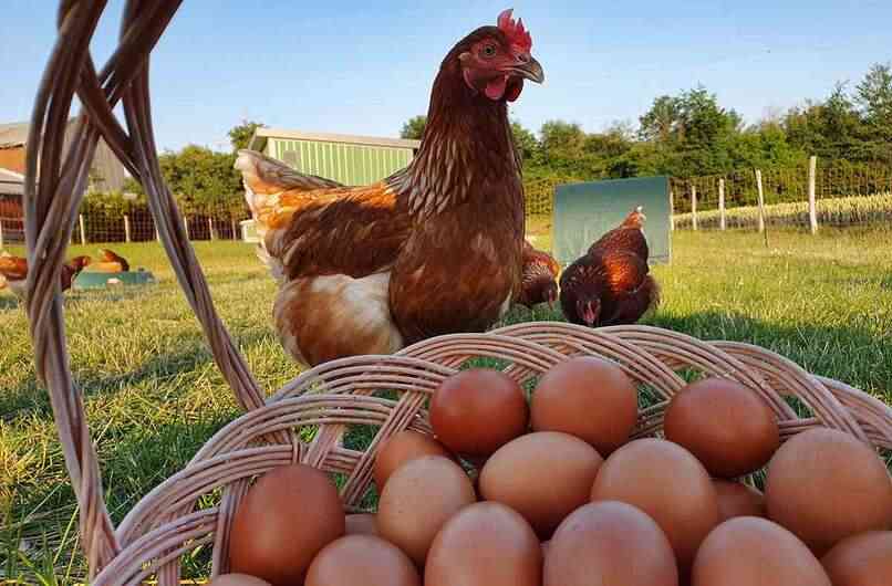 gallinas ponedoras huevos