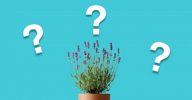 interrogacion identificar maceta hojas