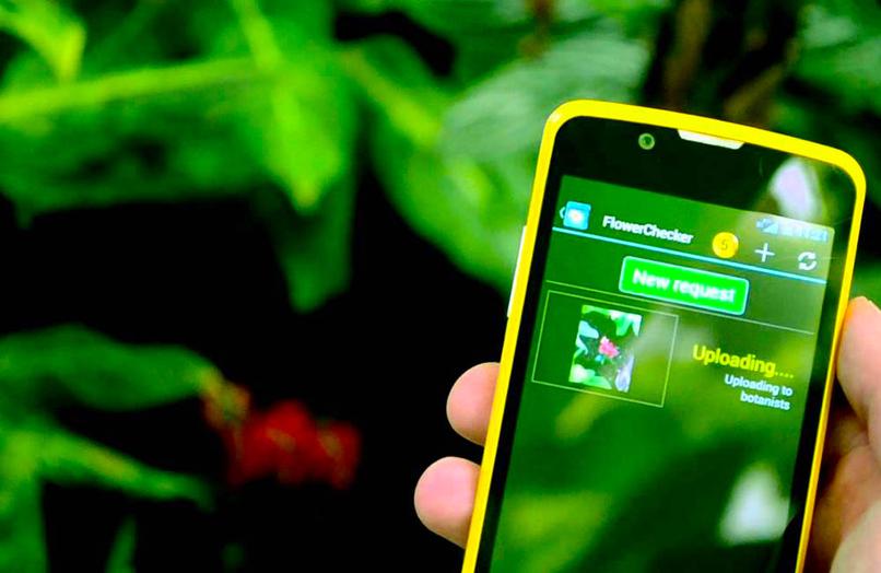 verde nombre amarillo mano